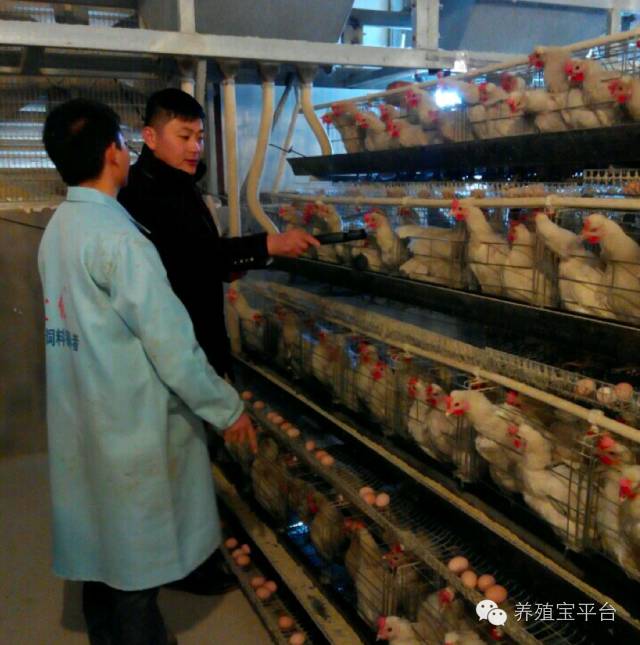 爱佳集团杨经理,杨文斌的养殖场