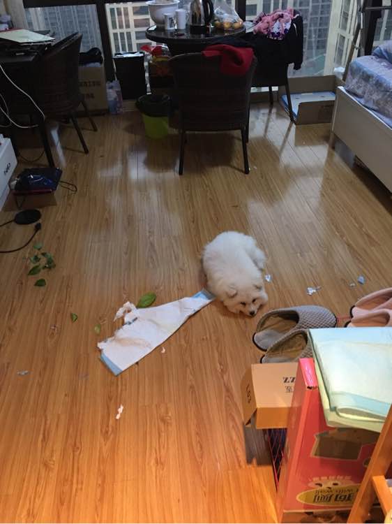 我家萨摩耶这几天不吃东西,萨摩耶拉稀自己吃掉