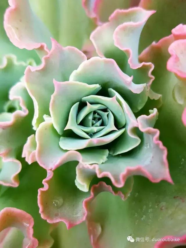 养多肉人发的朋友圈,养肉者们分享的多肉视频