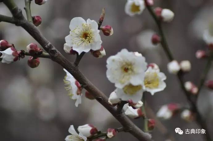 青江梅花香雪海,香雪海梅花国画