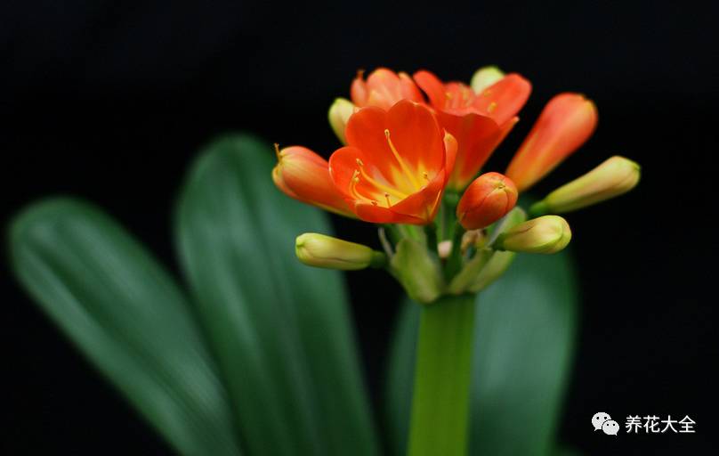 别人家的君子兰,君子兰没长出来就开花了怎么回事