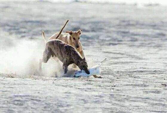 惠比特和灵缇格力犬区别,灵缇格力惠比特细犬哪个体型大