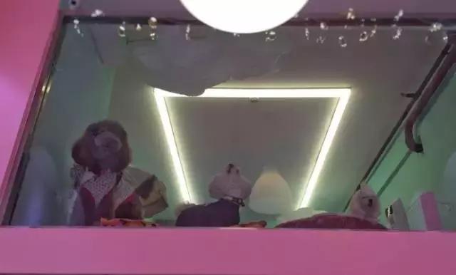 成都宠物寄养基地,成都狗狗寄养