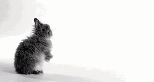 兔子好养吗,兔子属于动物吗