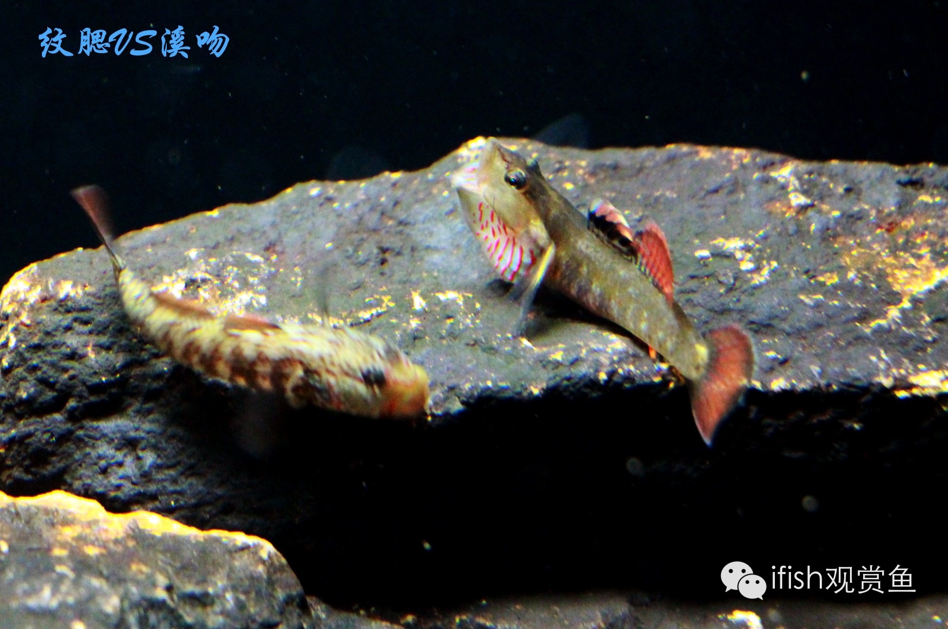 大圣年,大圣过年放鞭炮