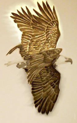 世界上唯一可以倒着飞的鸟,可以永远在天上飞的飞机