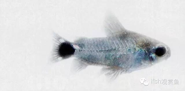 鼠鱼如何繁育,小型鼠鱼怎么养