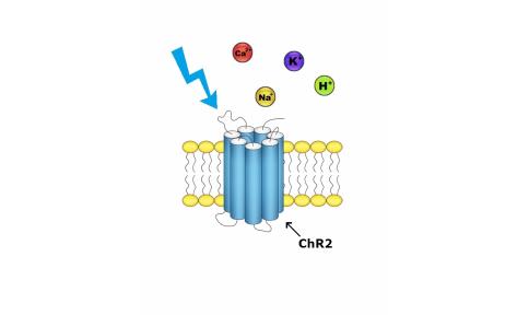 光控大脑,大脑的锁怎么开