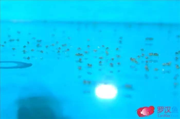 罗汉参的繁殖方法,罗汉鱼怎么养起头