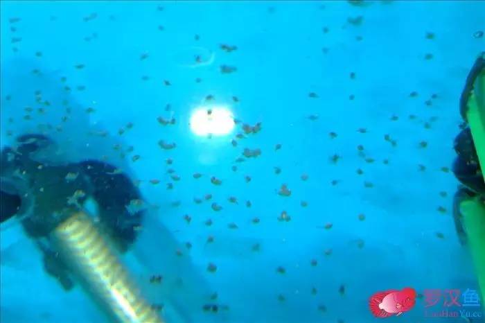 罗汉参的繁殖方法,罗汉鱼怎么养起头