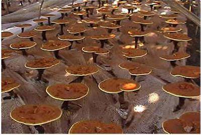 灵芝孢子粉正确食用方法,中药知识必学