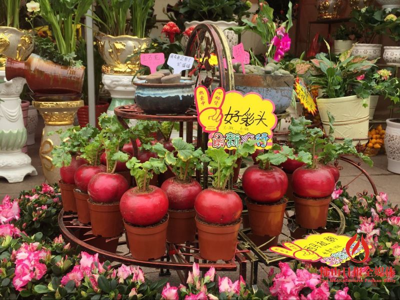 南海迎春花市活动介绍,去逛花卉市场买多肉