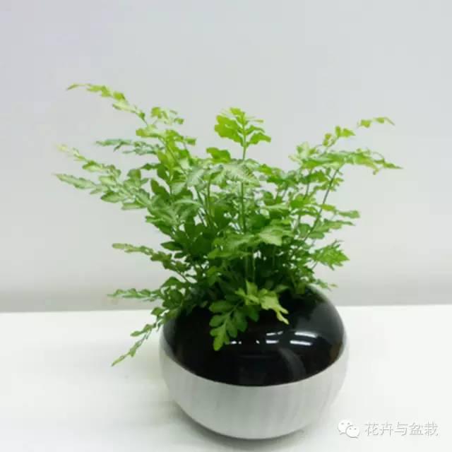 适合盆栽的蕨类有哪些,盆栽蕨类植物养护注意事项