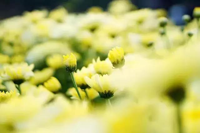 旗溪生活农场团购,旗溪生活农场