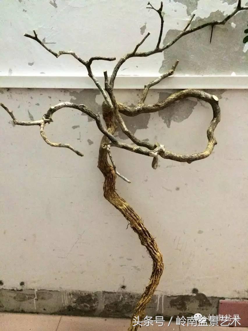 请厚爱你的野生树桩