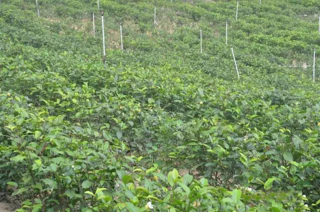 大尖山露营公园图,五桂山山旮旯露营基地