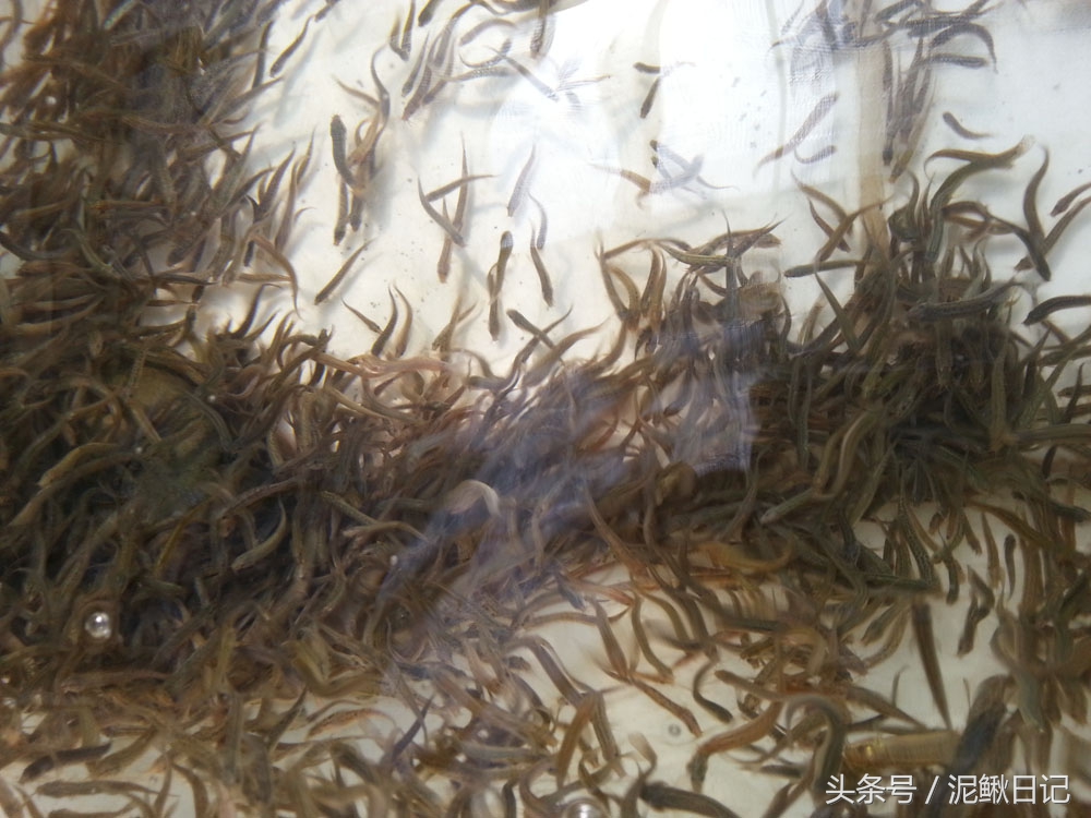 是谁伤了养殖户的心,养泥鳅达人道出原委