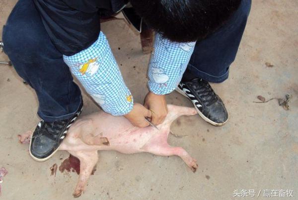小猪阉割实拍,阉割后一定要严防这些情况发生