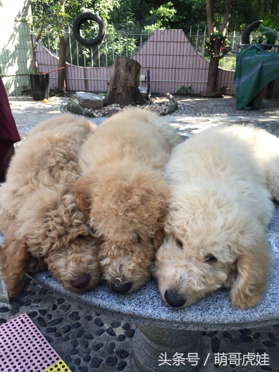 主人你不觉得我应该剪毛了么?你是打算把我养成古牧么?