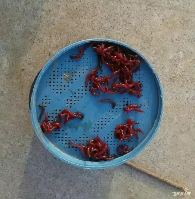 红虫感染不用愁，撸串神器解君忧