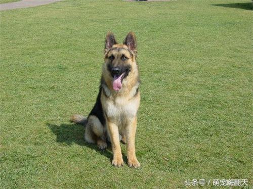 弓背德牧两后腿呈外八形怎么治疗,德牧后腿外八字怎么办