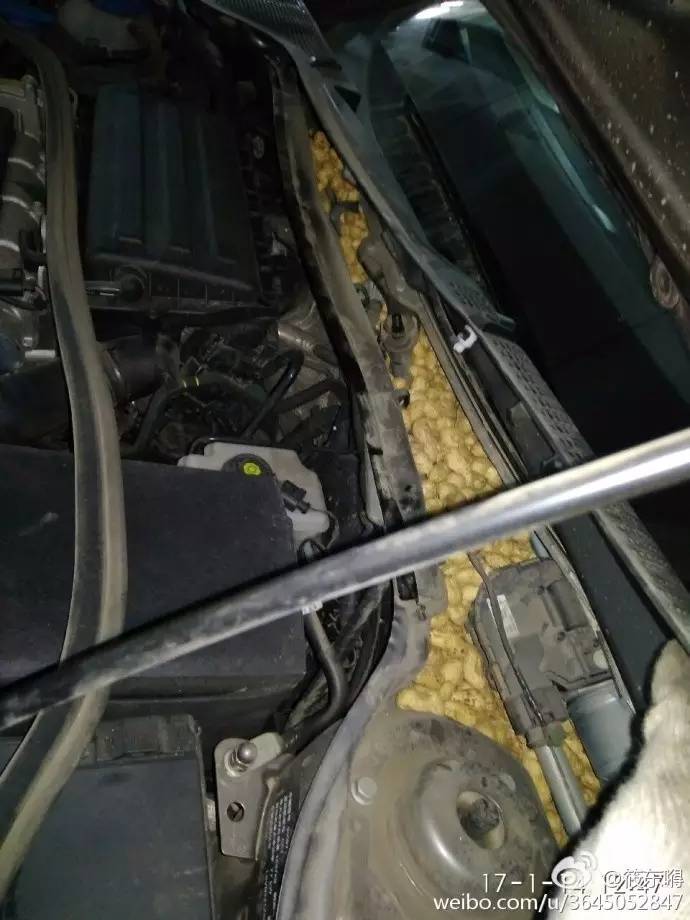 今天这只偷花生的老鼠火了，网友这次都站老鼠