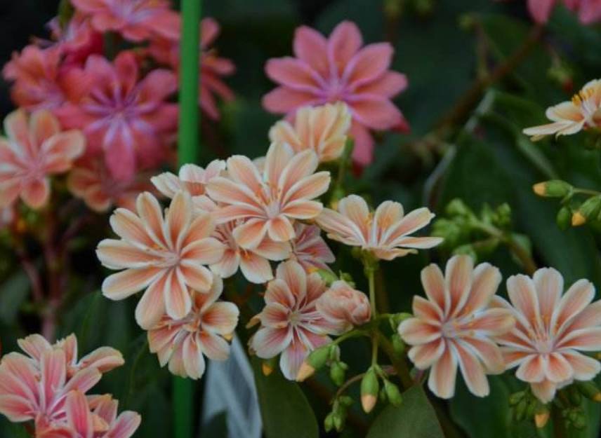 这些花越养越值钱,这些花比绿萝还好养