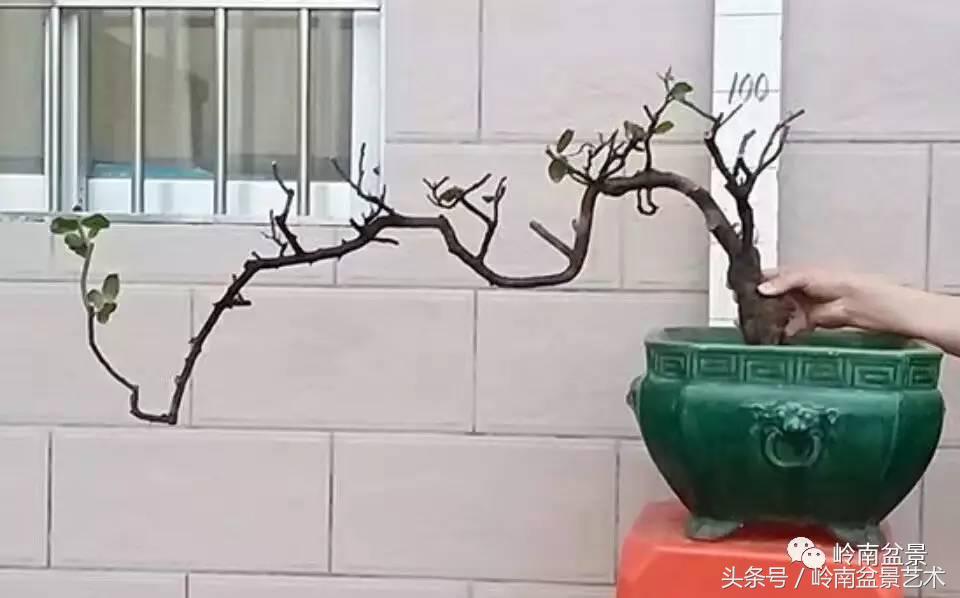 请厚爱你的野生树桩