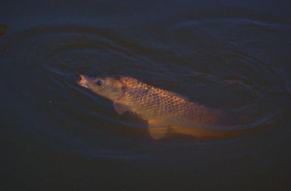 钓友公认最好日本5.4米鱼竿,钓友公认最好日本6.3米鱼竿