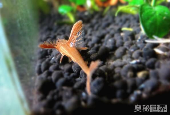 24k黄金达摩野生和人工的区别,24k黄金达摩真的有黄金吗