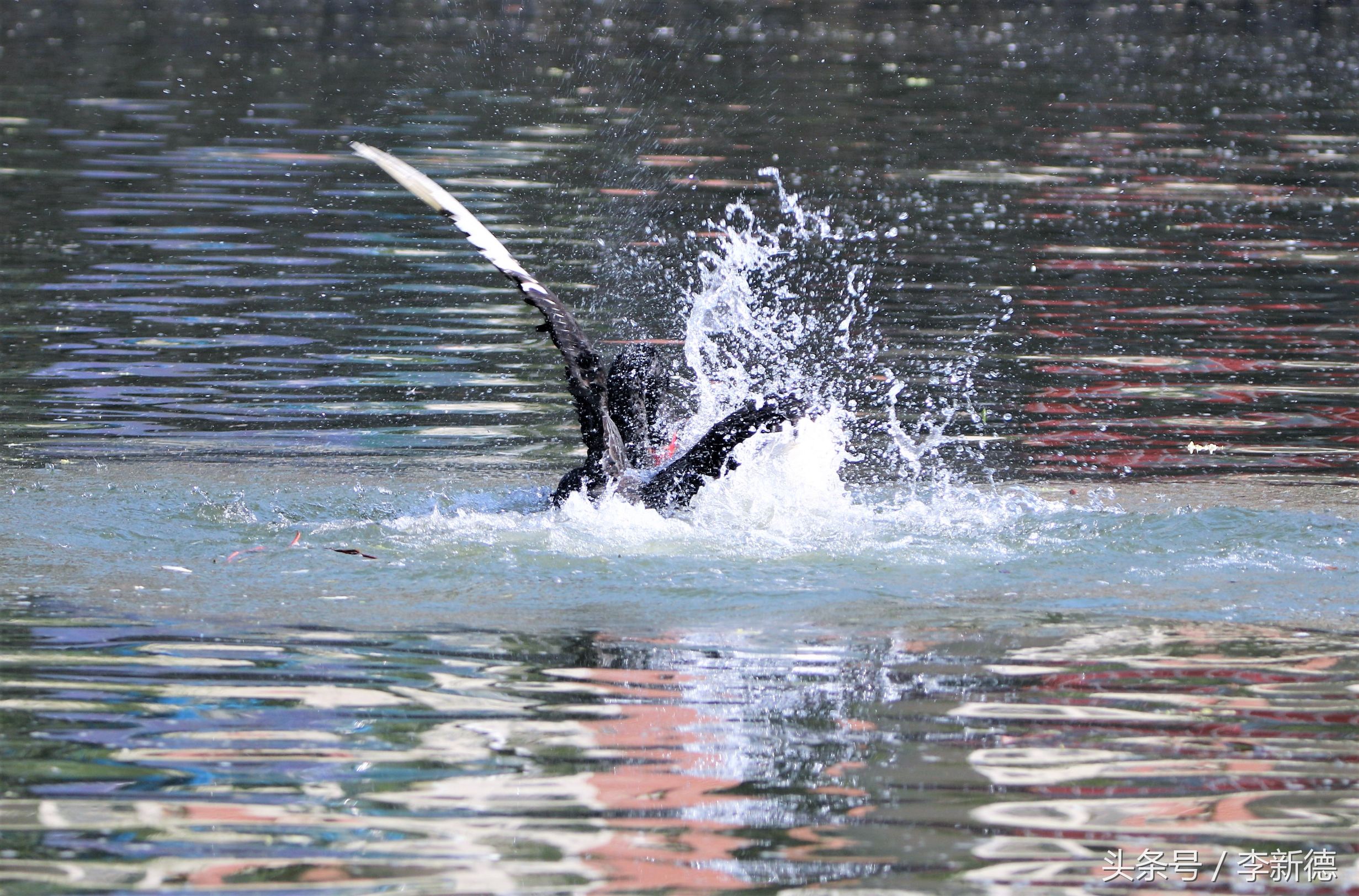 适马150-600镜头拍海上,适马150-600镜头拍视频怎么样