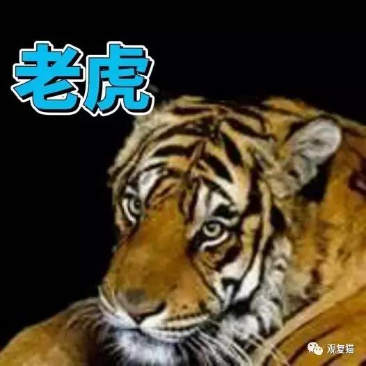 《蓝毛毛找猫》第三讲：虎假虎威