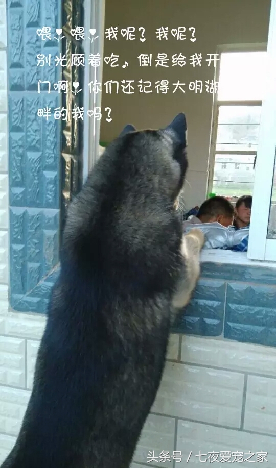 哈士奇在农村放养还是拴住,哈士奇不能养吗