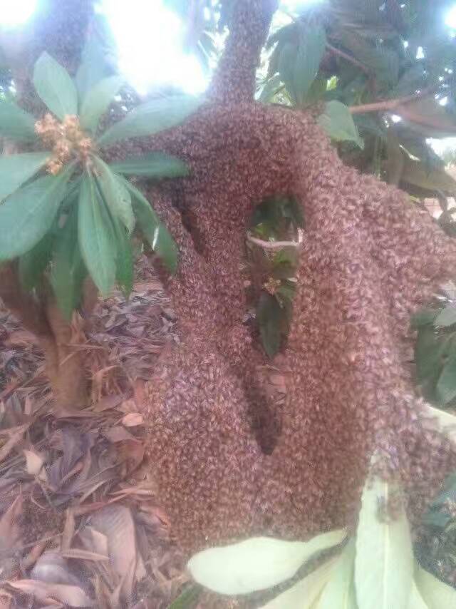 中华蜂怎么移窝,中华蜂采蜜