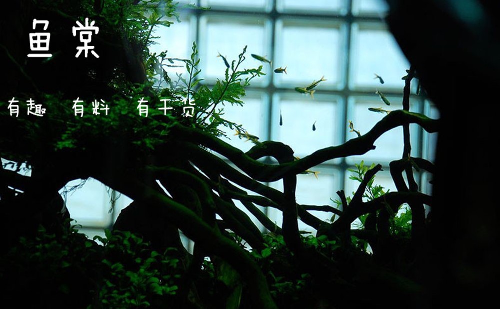 水草缸养小型热带鱼用多大的缸好,水草缸适合混养哪些小型热带鱼