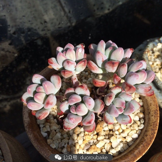 院子阳光房多肉,阳光房庭院多肉