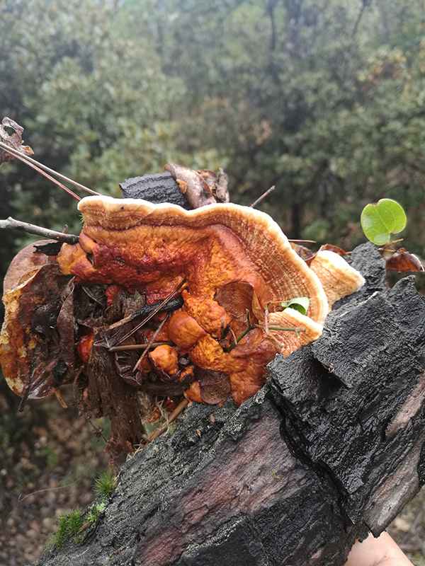 滇藏219线骑摩托进藏最全攻略,2021滇藏进藏自驾游