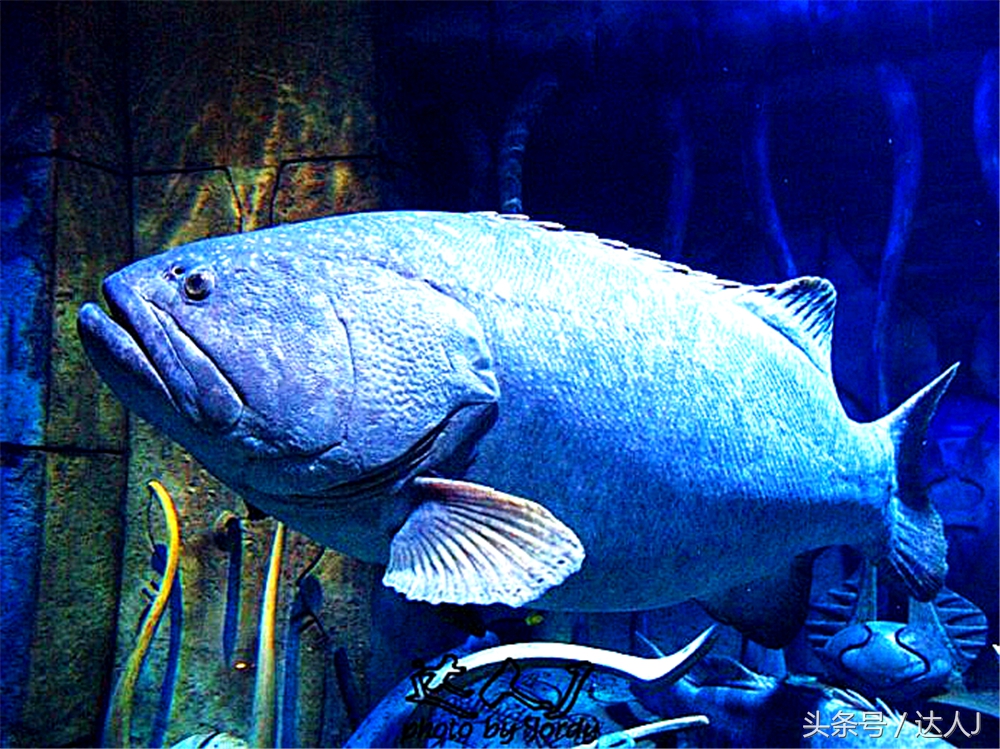 沙漠上的超级绿洲迪拜,迪拜沙漠上的奢华之都