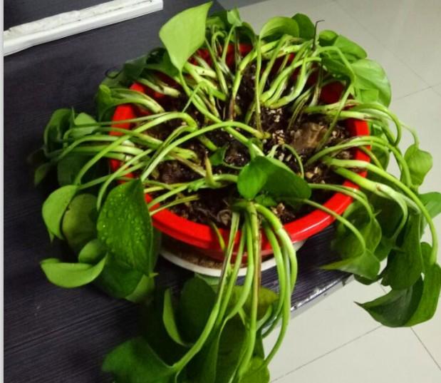 绿萝叶尖发黑怎么办,绿萝叶子发黑剪掉以后会再长吗