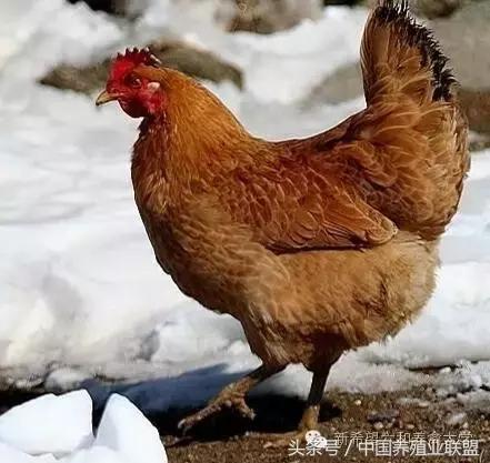 冬季鸡怎么管理,冬季脱温鸡怎么养