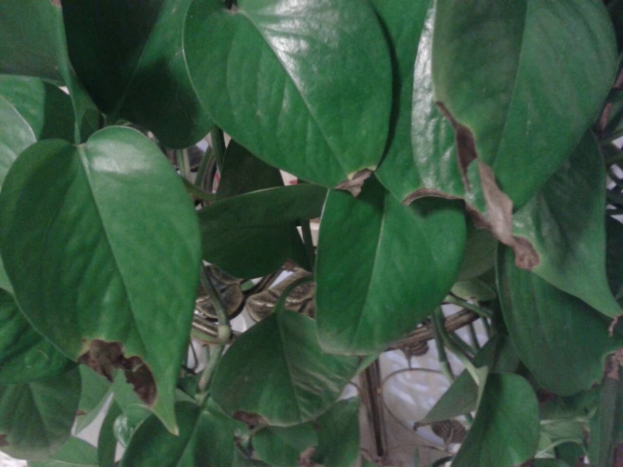 绿萝叶子尖发黑是怎么回事,为什么大叶绿萝新芽叶尖发黑