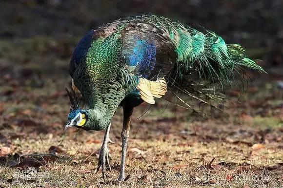 云南十大漂亮的鸡,云南第一生态鸡