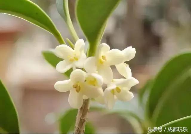 成都市新都区未来怎么样,成都新都区的未来