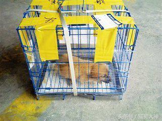 从网上买狗狗需要注意什么,如何在网上买狗狗不会上当