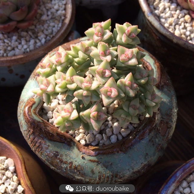 院子阳光房多肉,阳光房庭院多肉