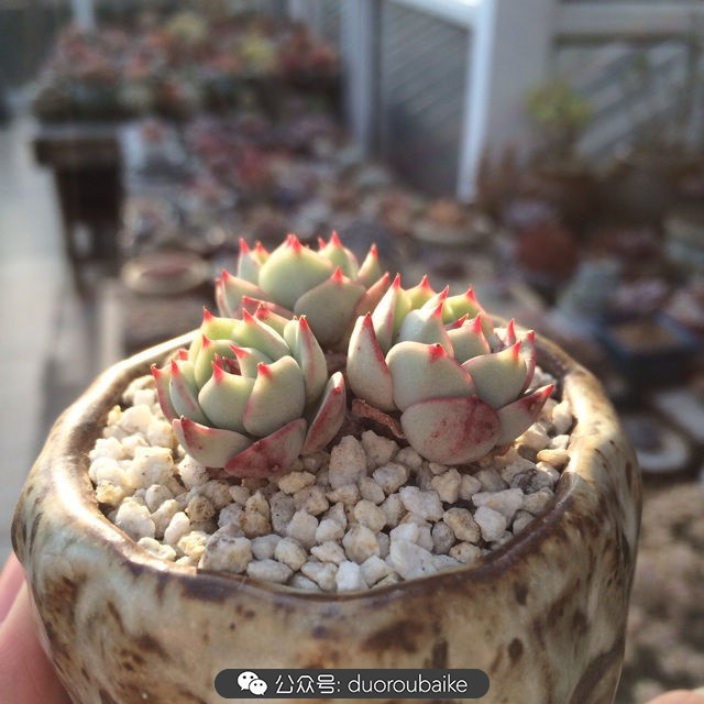 院子阳光房多肉,阳光房庭院多肉