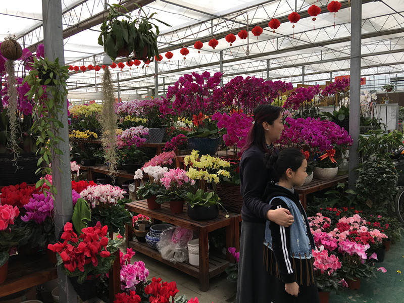 年宵花市探“鲜”记(一)之孤独的花大姐