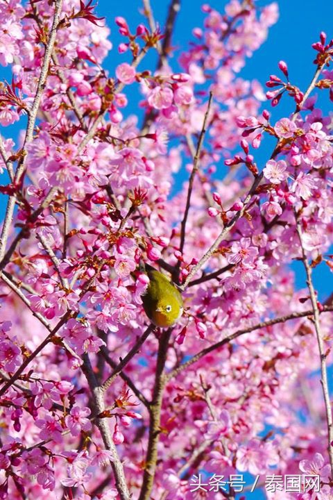 泰国黎府,泰国北柳府樱花