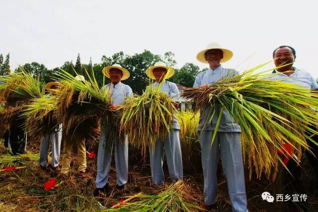 追赶超越促西乡“蝶变”
