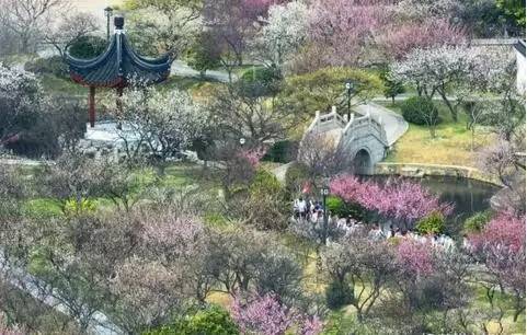 苏州春季梅花免费观赏胜地,苏州梅园赏梅花时间